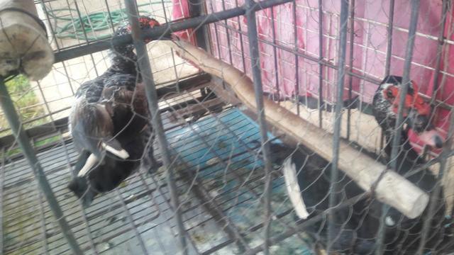Pato - Foto 2