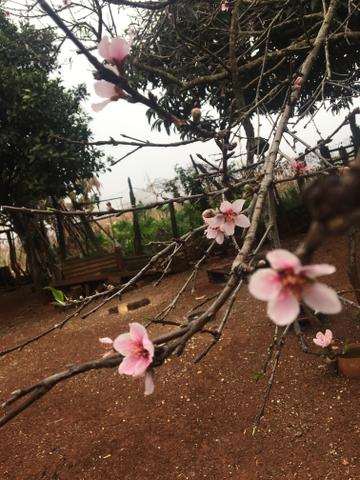 Chácara em Ibema - Foto 7