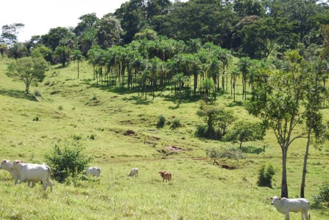 Fazenda com 12 alqueires em Terezópolis-GO - Foto 14