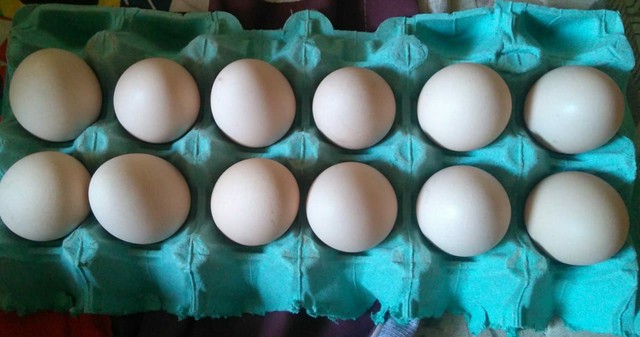 Ovos Galados Caipira Galinha Feliz. - Foto 4