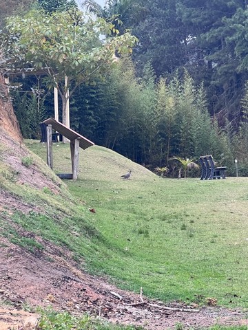 Sítio em Santa Teresa com casa de 4 quartos - 31.000M2. - excelente localização - Foto 2