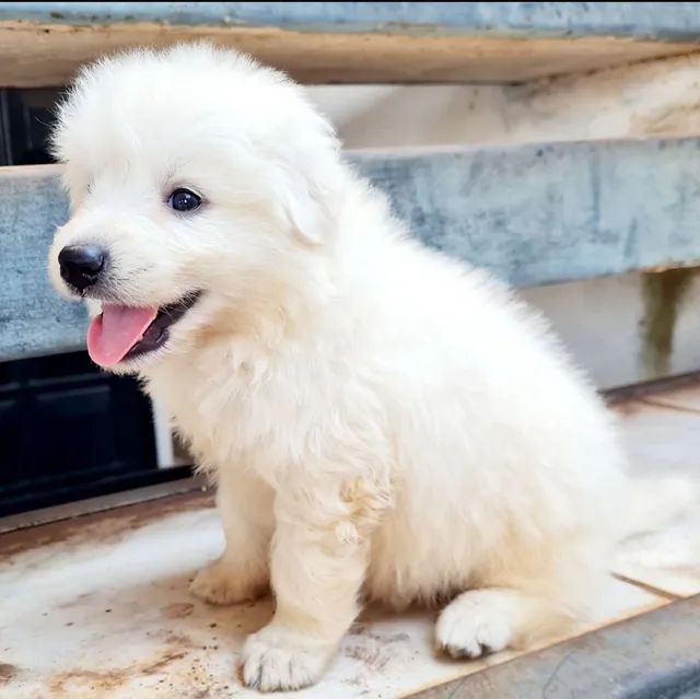 Cachorro - Filhote Pastor Maremano Abruzes - Pastor Maremano Abruzes -  Navegantes - Pastor Maremano Abruzes