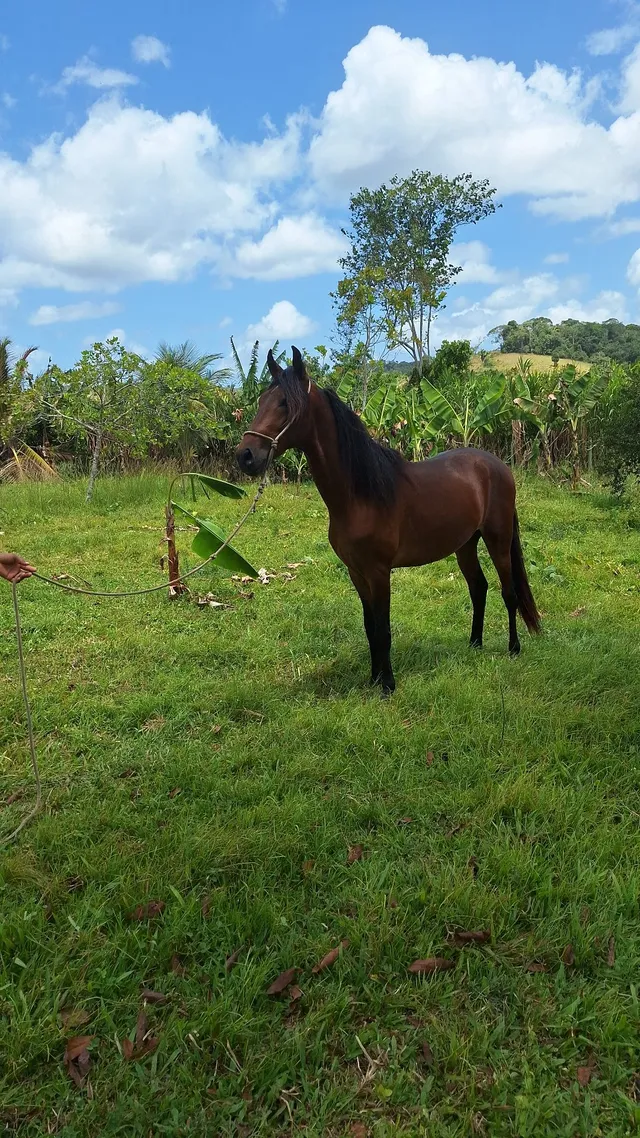 Cavalos venda permanente no haras Feijó - Cavalos e acessórios - Mata de  São João 1226772719