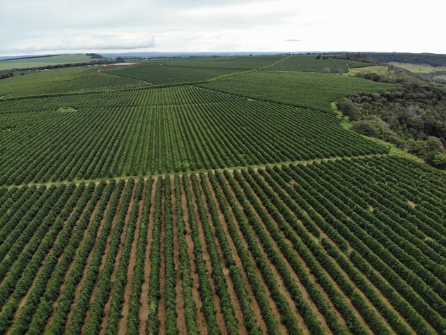 FAZENDA COM 390HEC PRA CAFÉ, BEBIDA DE QUALIDADE!! - Foto 4