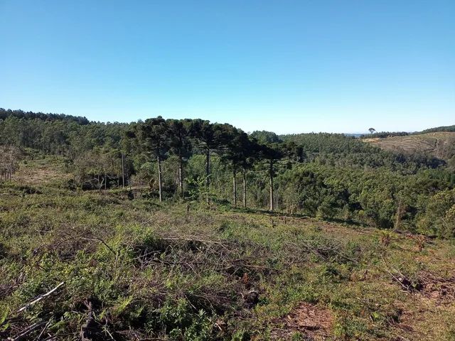 Sítio 3.2 hectares em Gramado - Foto 3