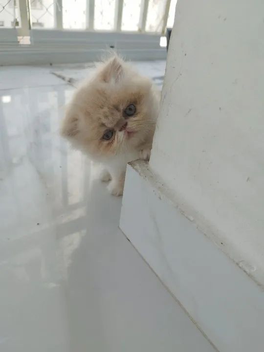 Vendo lindos gatinhos persas - Foto 3