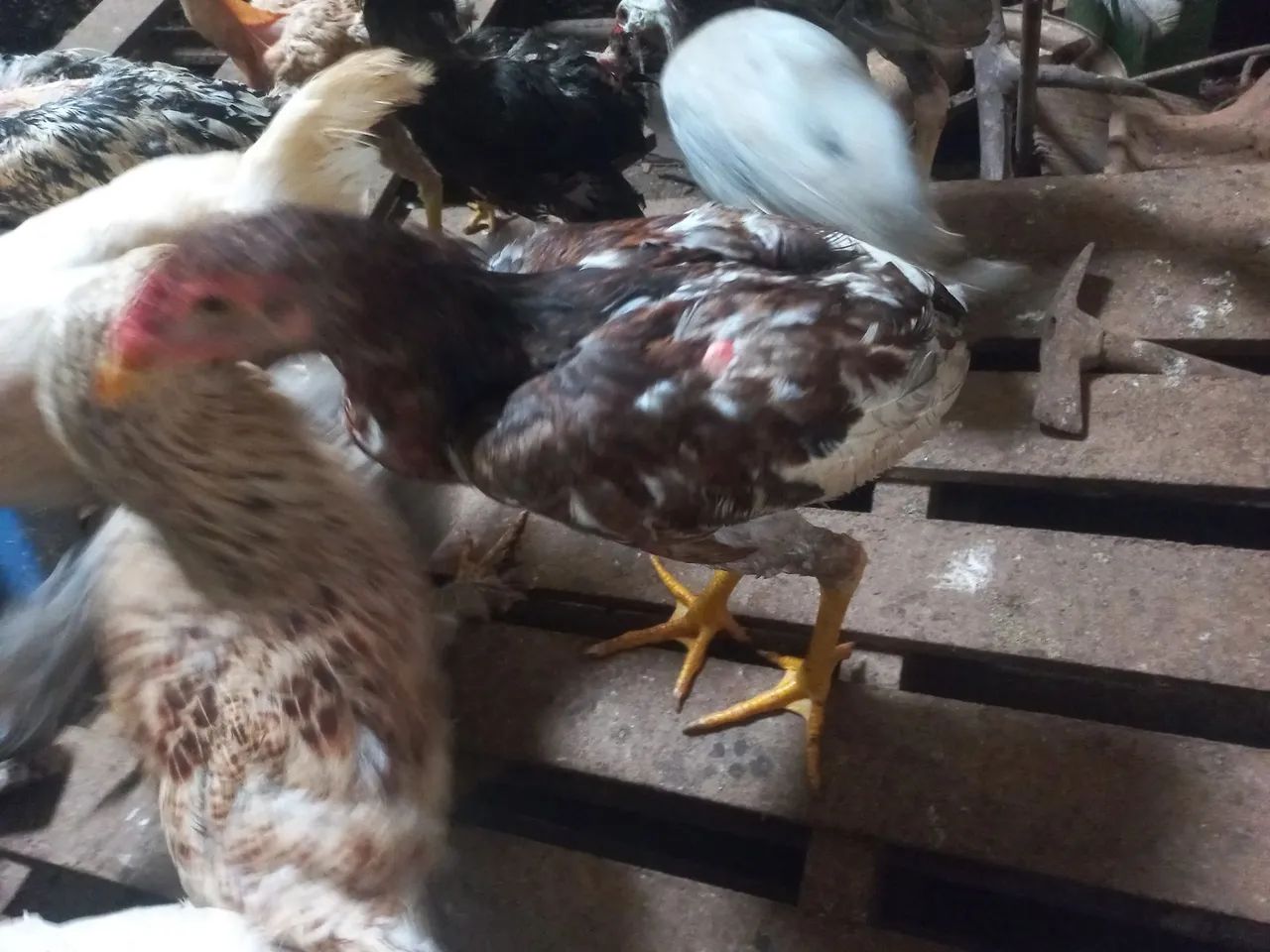 TERNO DE GALINHA 100% SURU