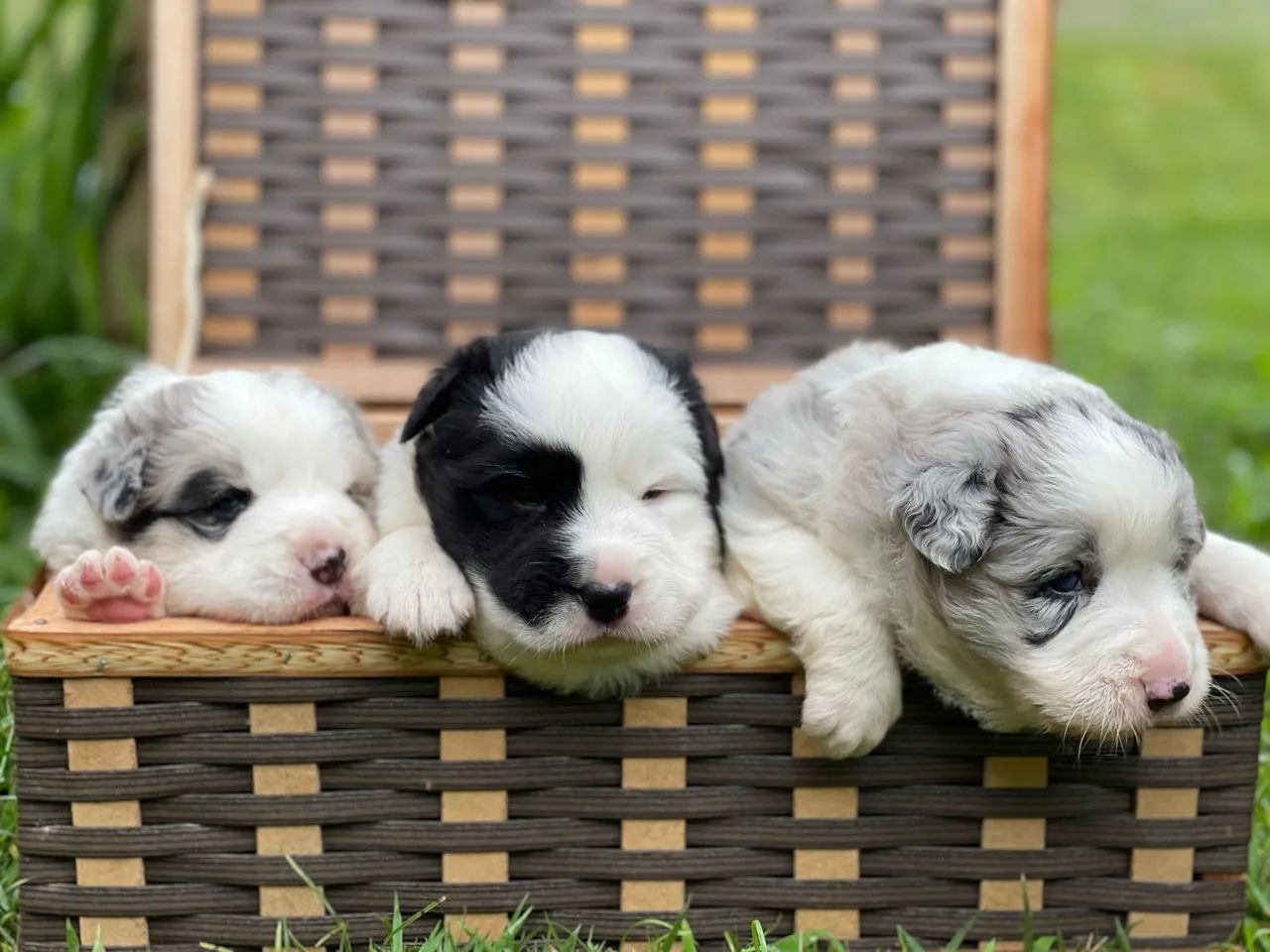 Border blue Triunfokennel  - Foto 3