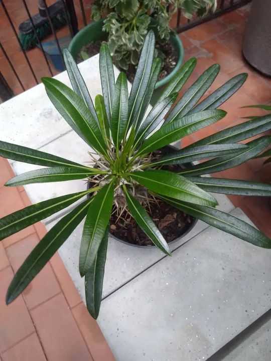 Palmeira de Madagascar 