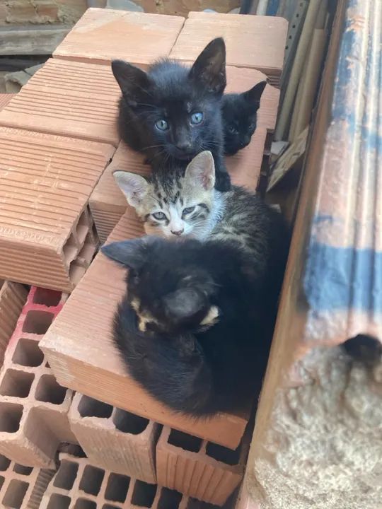 Gatinhos fofinhos para adoção - Foto 2