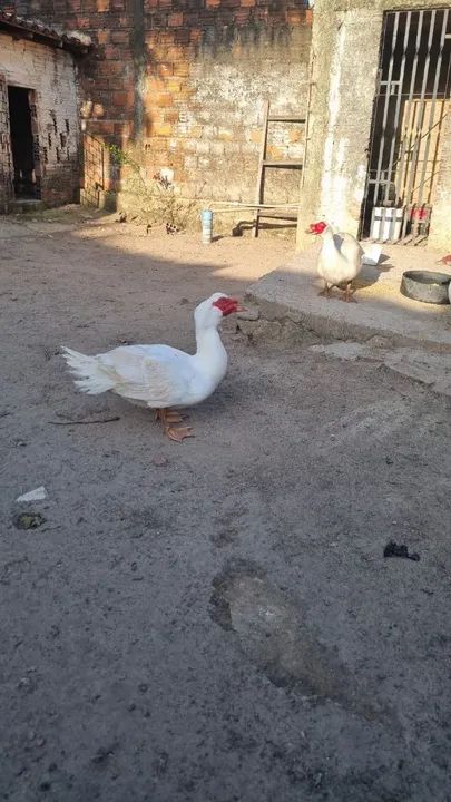 Patos ( Casal 150R$ ) - Foto 4