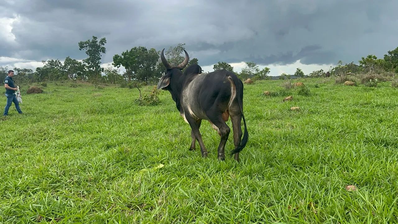 Touros Guzerá Puros  - Foto 6