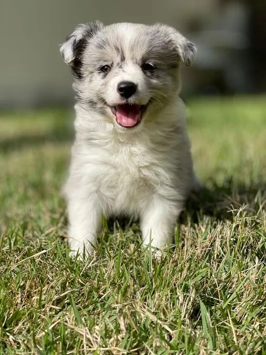 Border blue Triunfokennel  - Foto 5