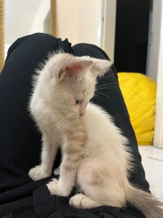 GATINHAS IRMÃS PARA ADOÇÃO - Foto 4