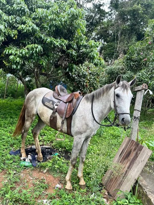 POTRO/CAVALO 3 anos e meio  - Foto 3