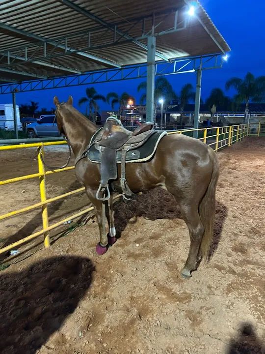 Égua quarto de milha  - Foto 3