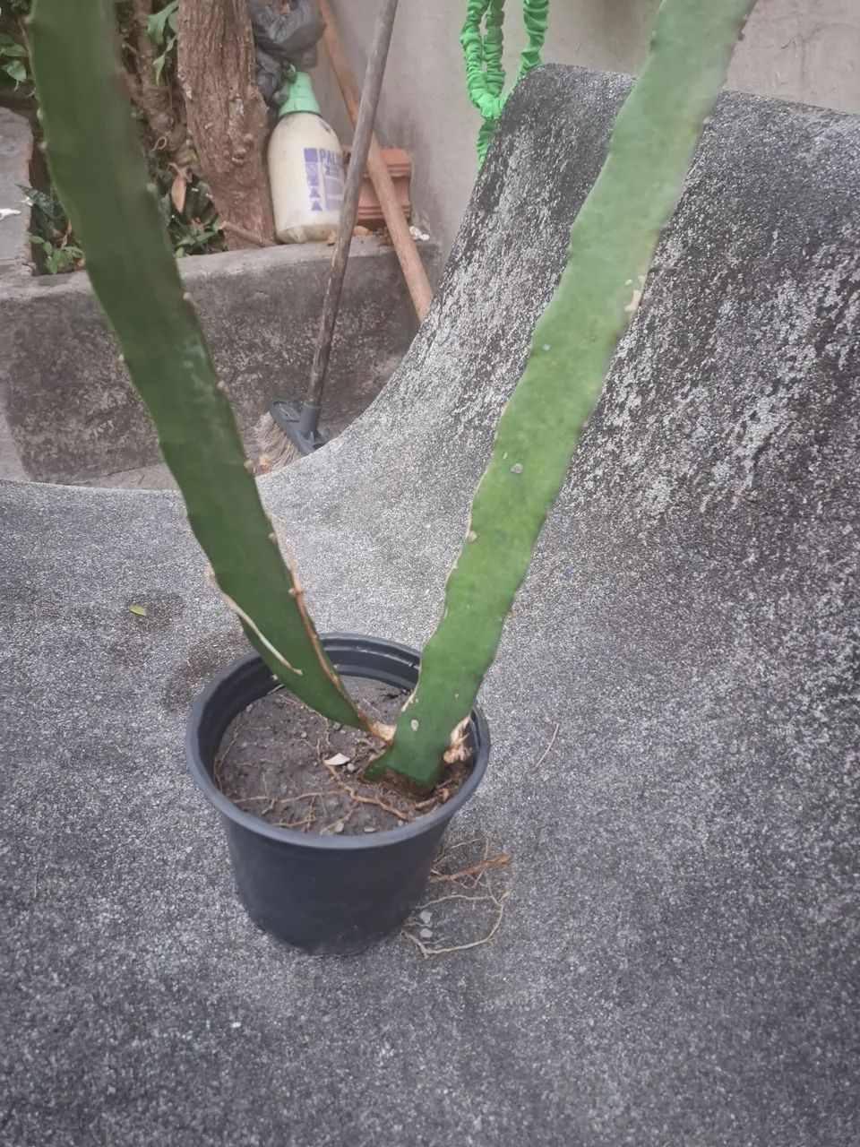 Muda de Pitaya - Foto 2