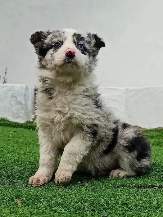Border Collie caês que aprende até 1500 comendo  - Foto 2