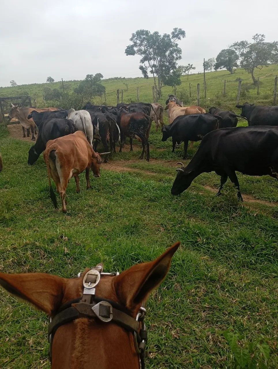 Vendo vacas leiteiras  - Foto 6