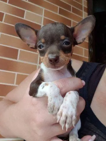 Filhote de Pinscher macho uma fofura!