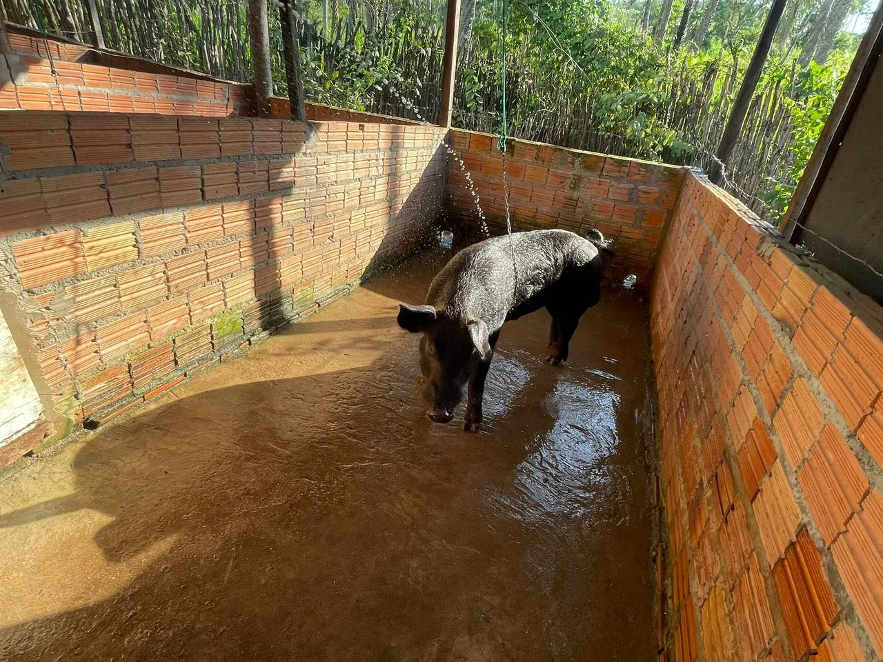 Porco duroc para venda duas porcas pietran duas prenhas