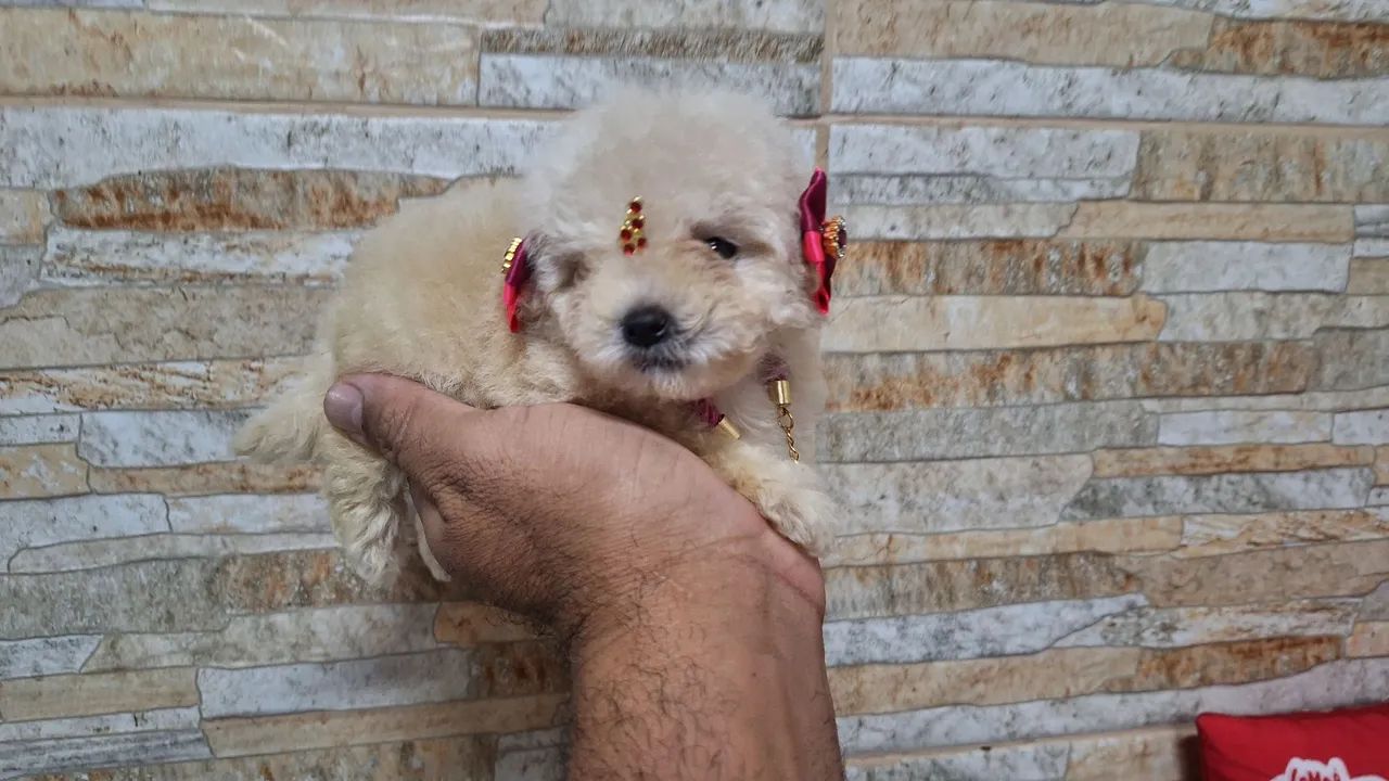 POODLE TOY ORIGINAL PURICIMO COM PEDIGREE E GARANTIA POR ESCRITO NO CONTRATO  - Foto 4