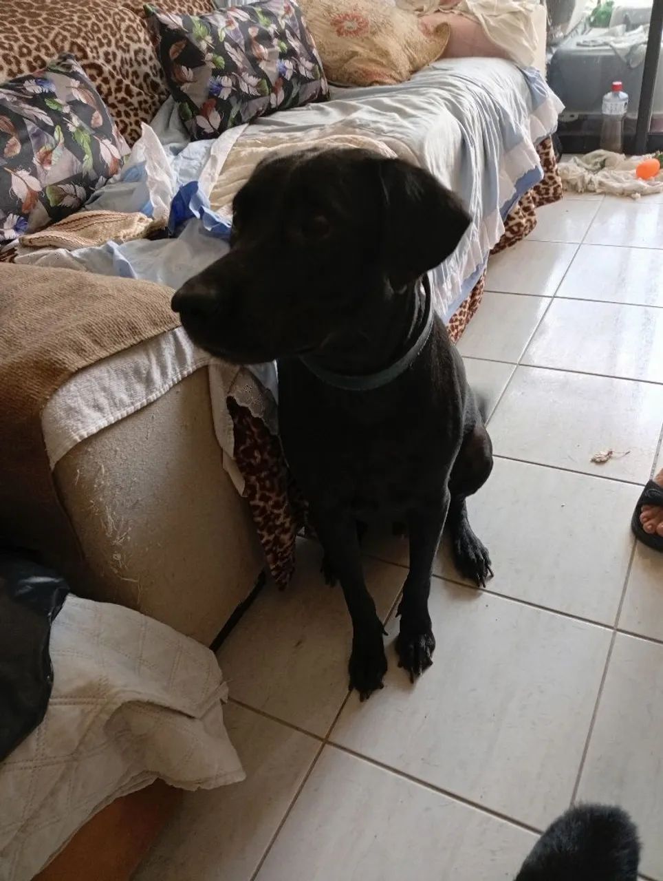 Cachorro macho castrado para adoção