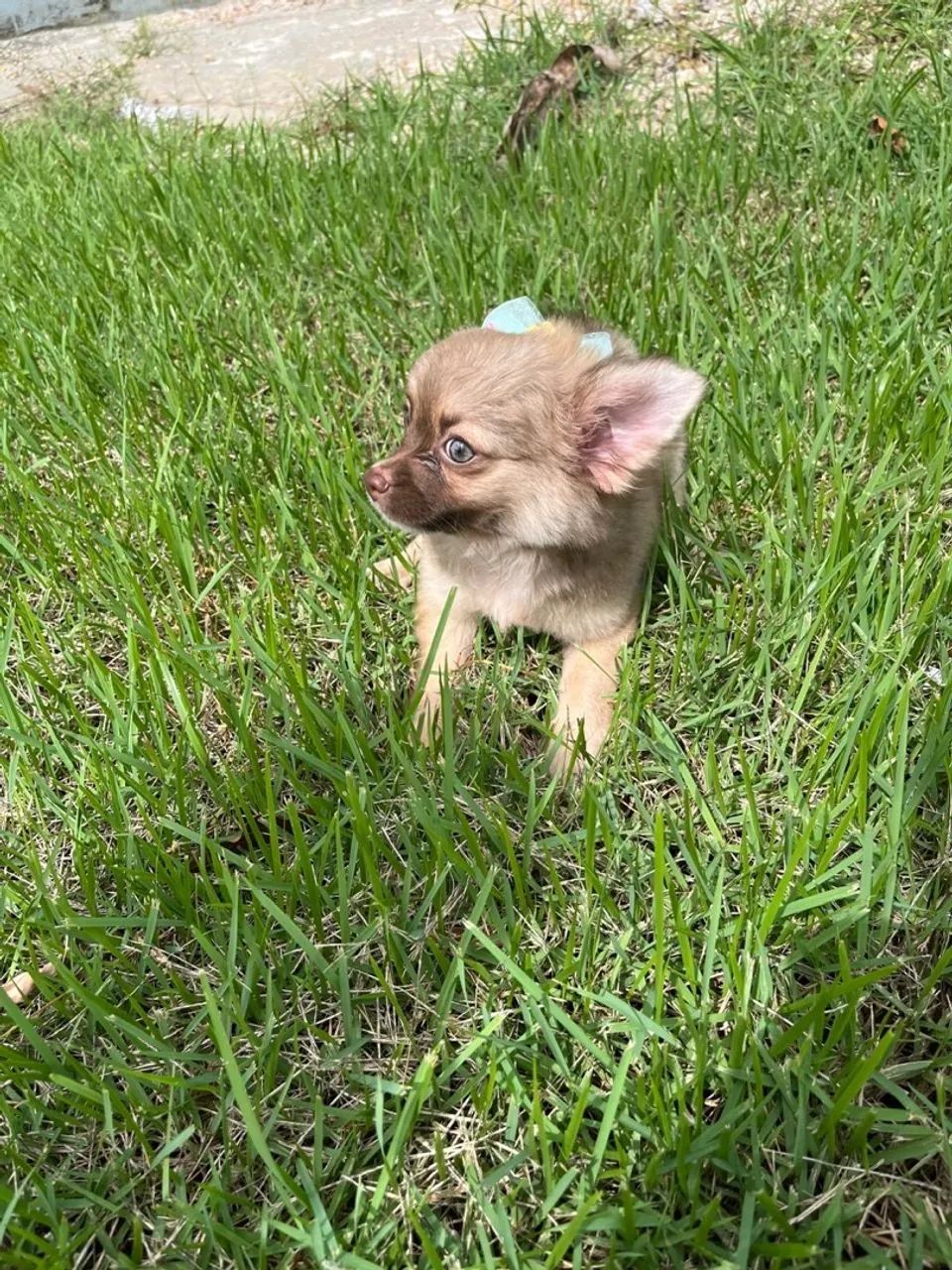 Fêmea chihuahua disponível a pronta entrega! - Foto 3