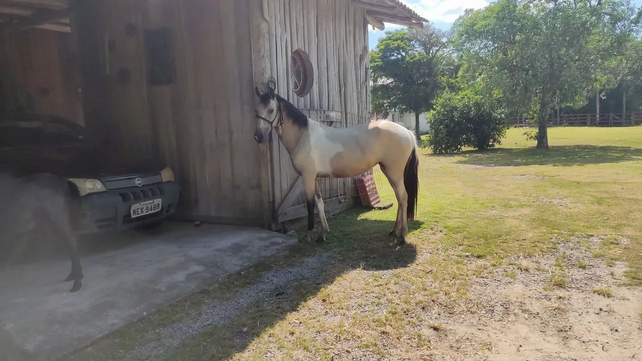 CAVALO de marcha picada 