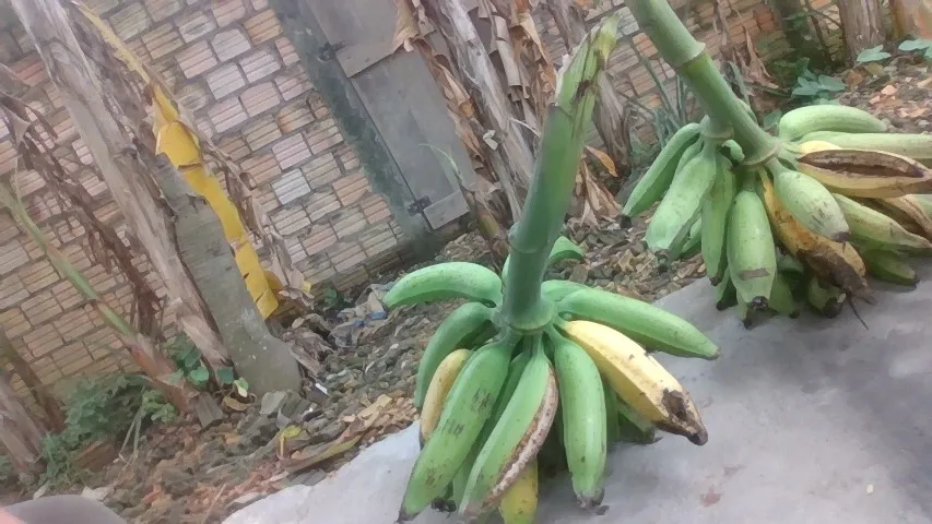 20 reais em rorainopolis