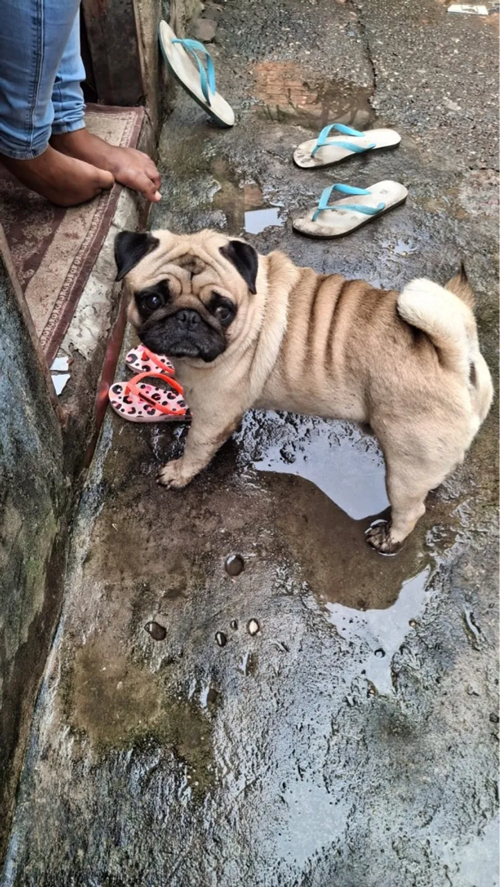 Pug adorável e brincalhão