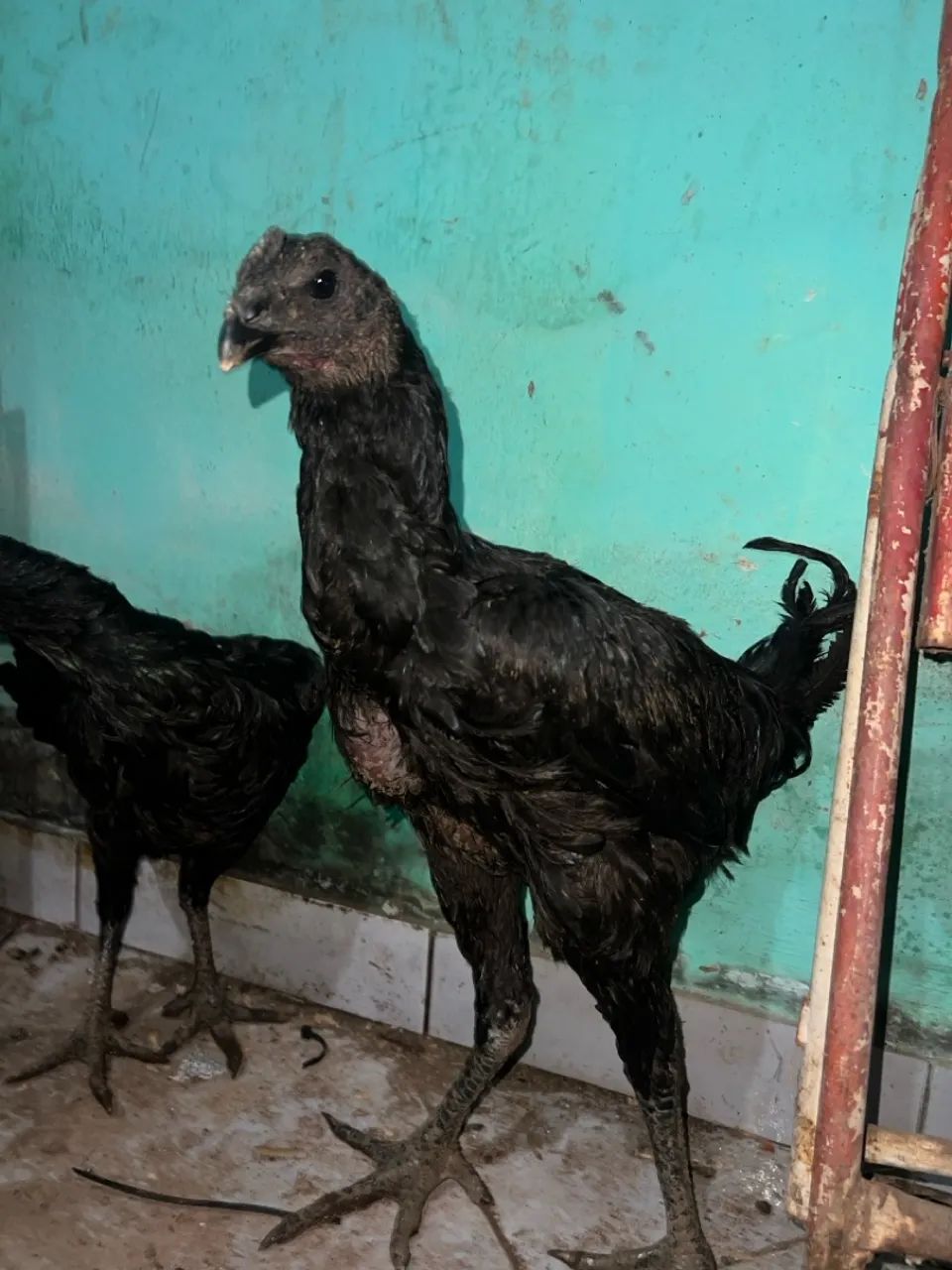 Índio urubu- índio gigante urubu 