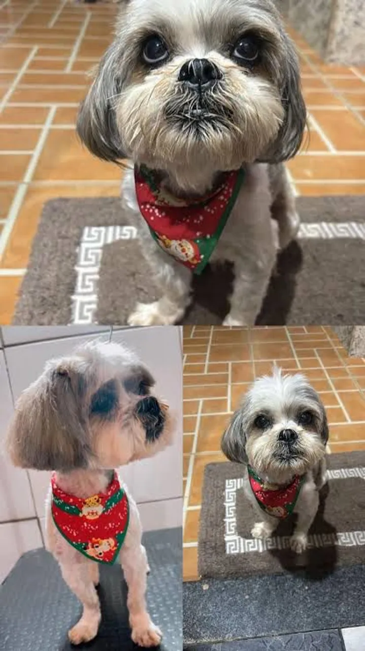 Doa-se Shih Tzu