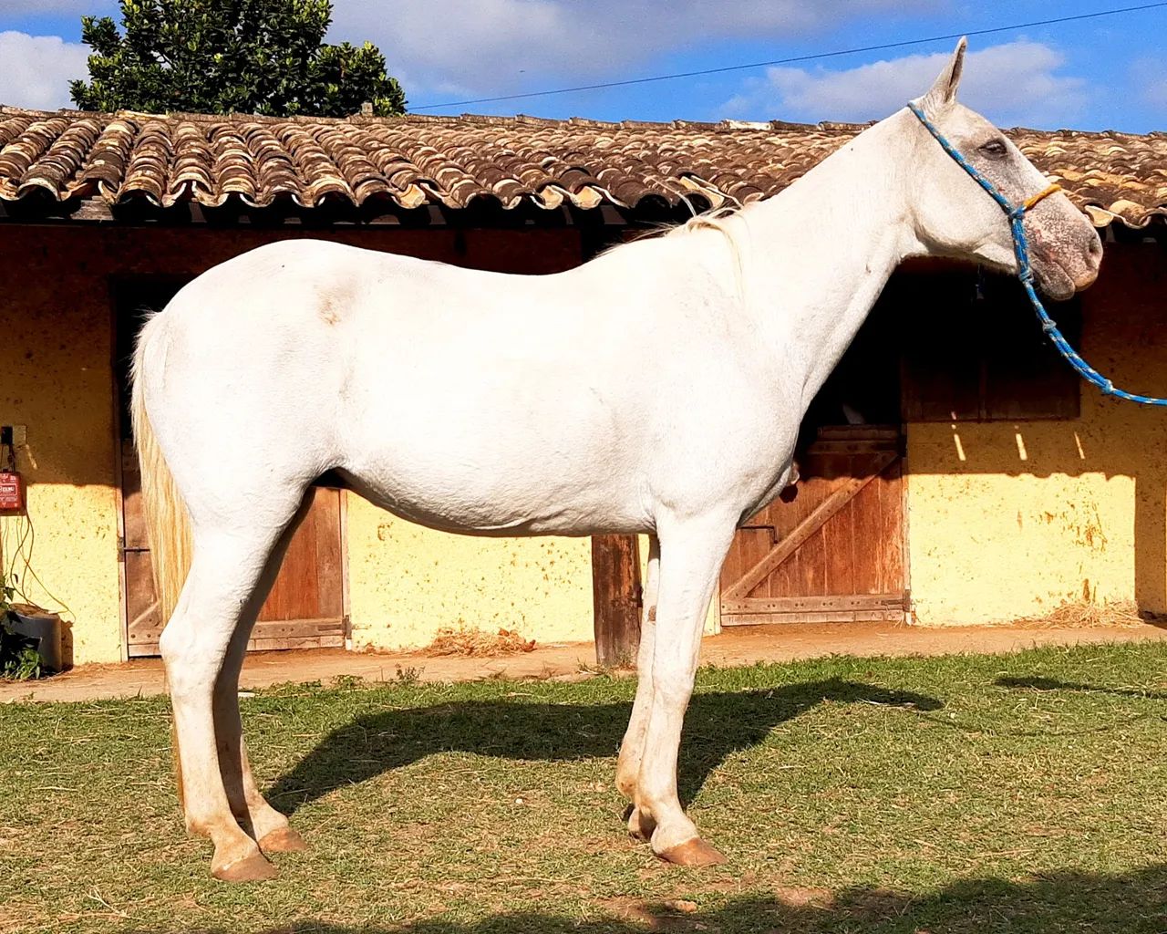 Égua Mangalarga Marchador Marcha Picada - Foto 2