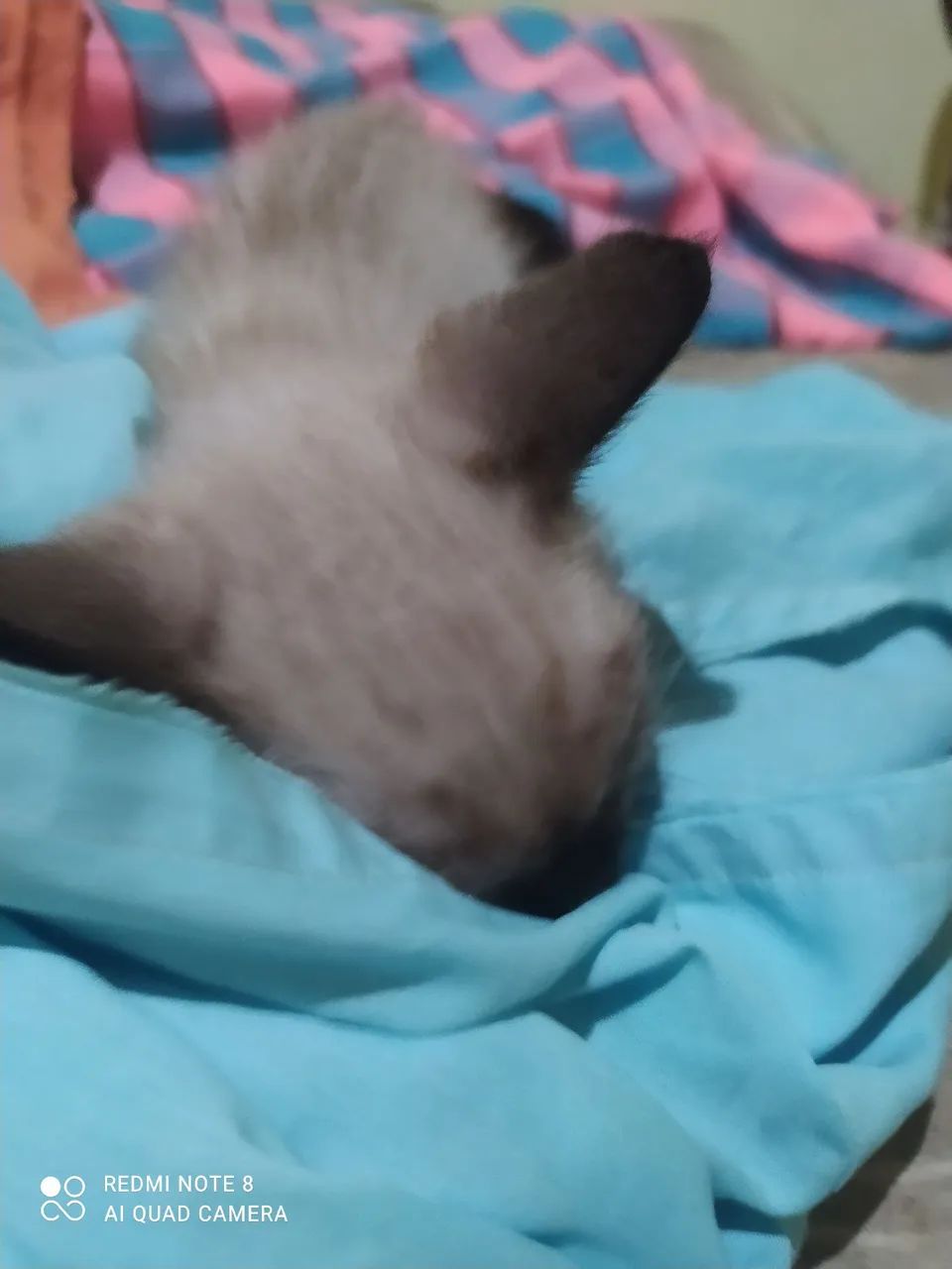 Gatinho Fofo para Adoção