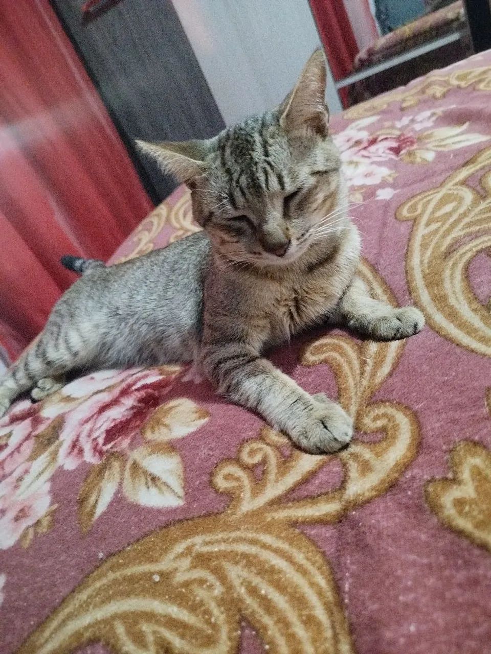 Doação de gato macho  - Foto 2