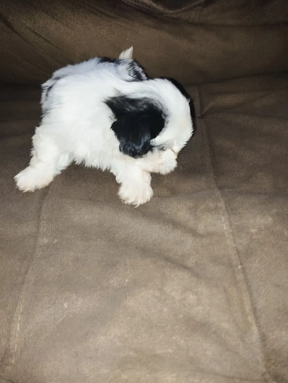Filhote Shih Tzu para venda