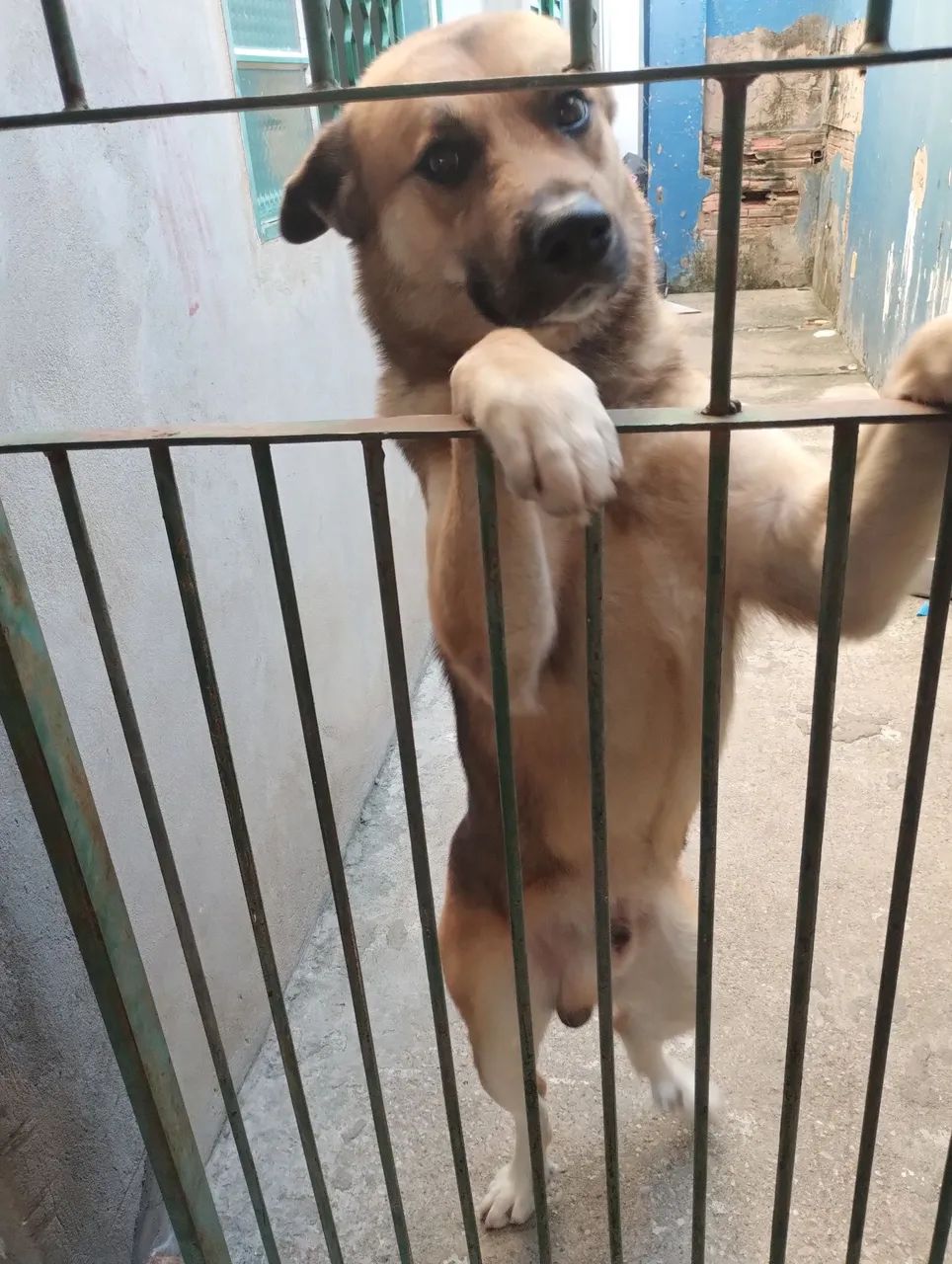 Cão de porte médio para adoção - Amigo leal - Foto 2