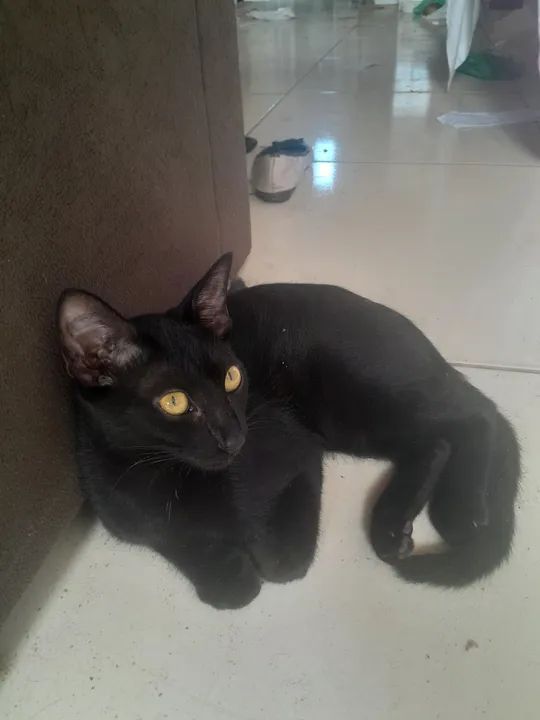 Gatinho preto para doaçao - Foto 2