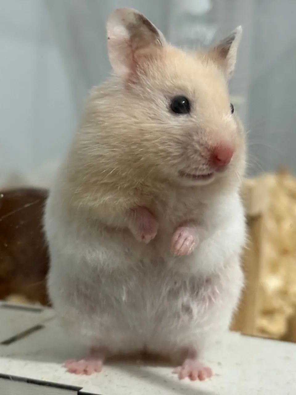 Hamster Sírio Albino - Filhote