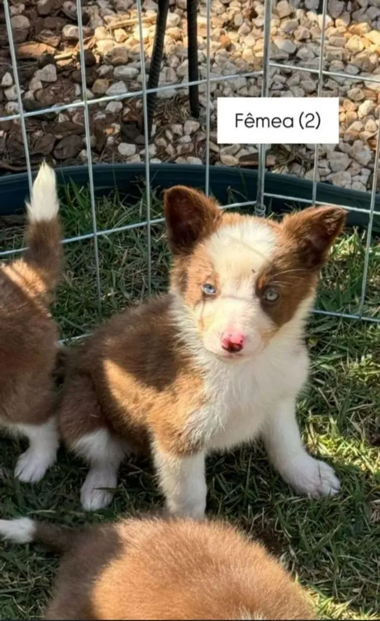 Filhotes de Border Collie - Paizinhos com pedigree