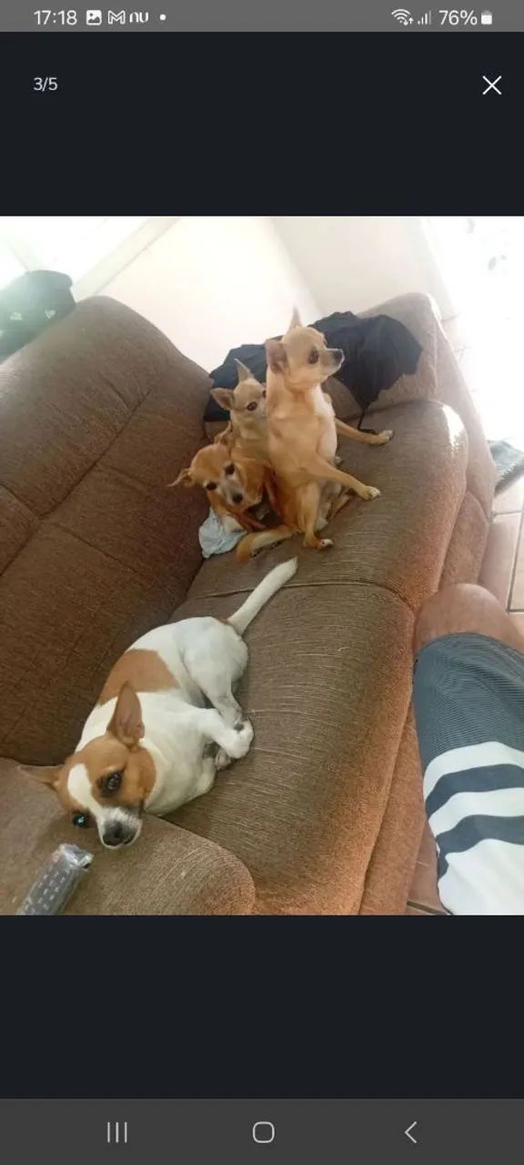 Cuido de Pets 