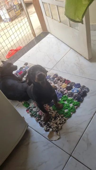 PINSCHER MACHO Nº 1 FILHOTE