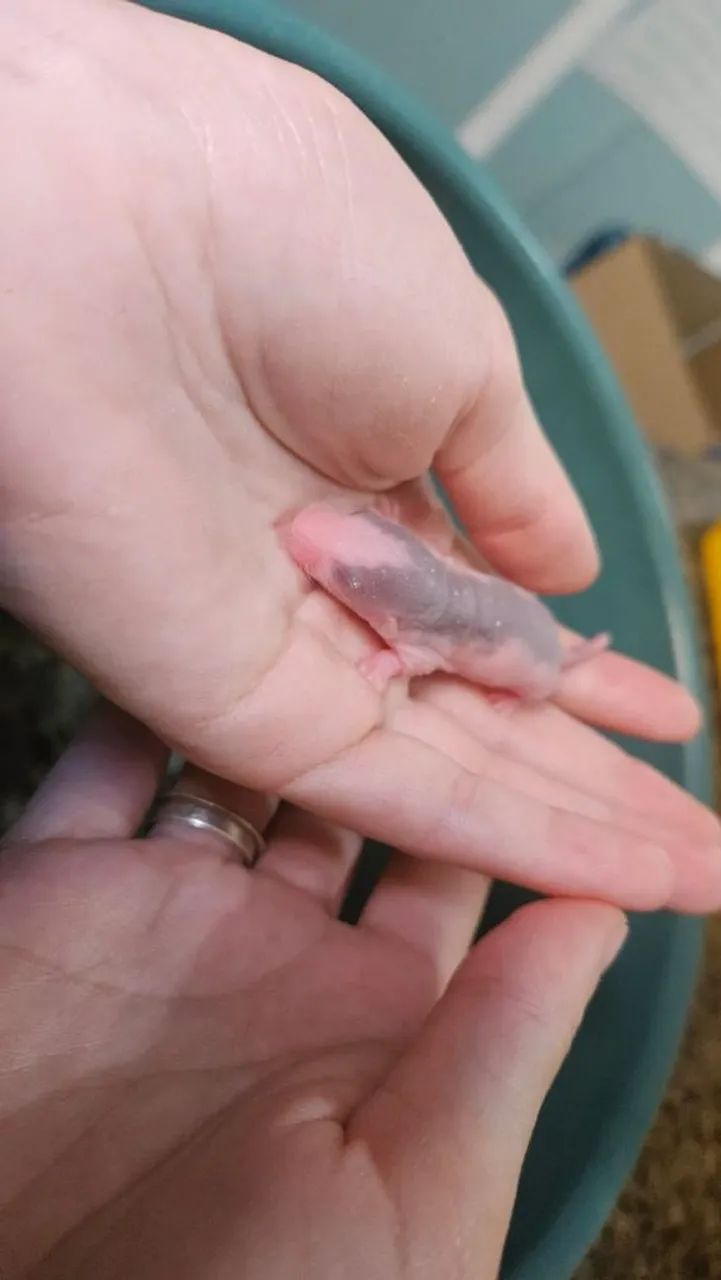 Filhotes de rato Twister  - Foto 4