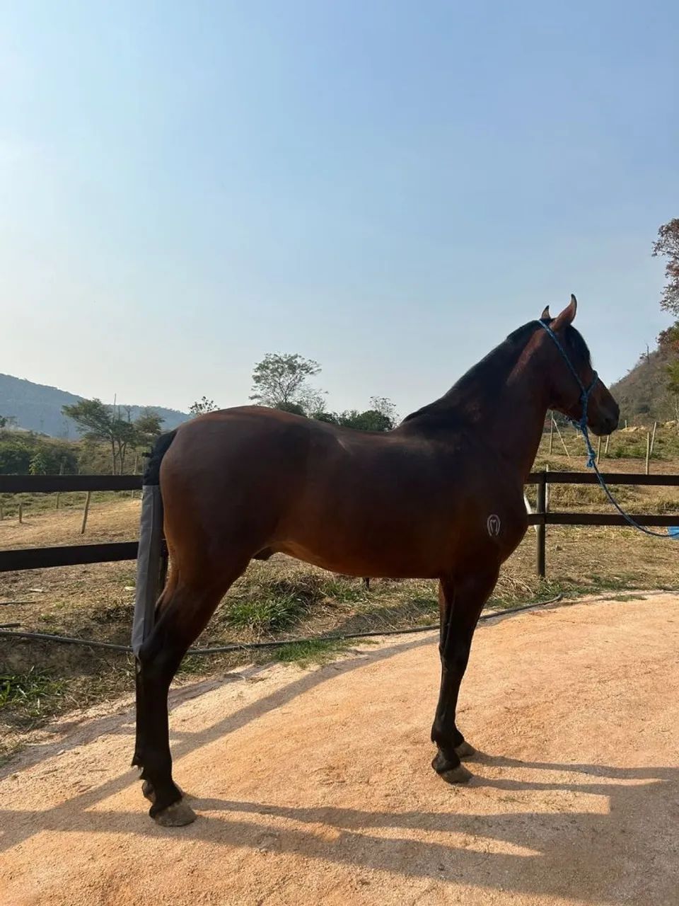 Garanhão Mangalarga Marchador 