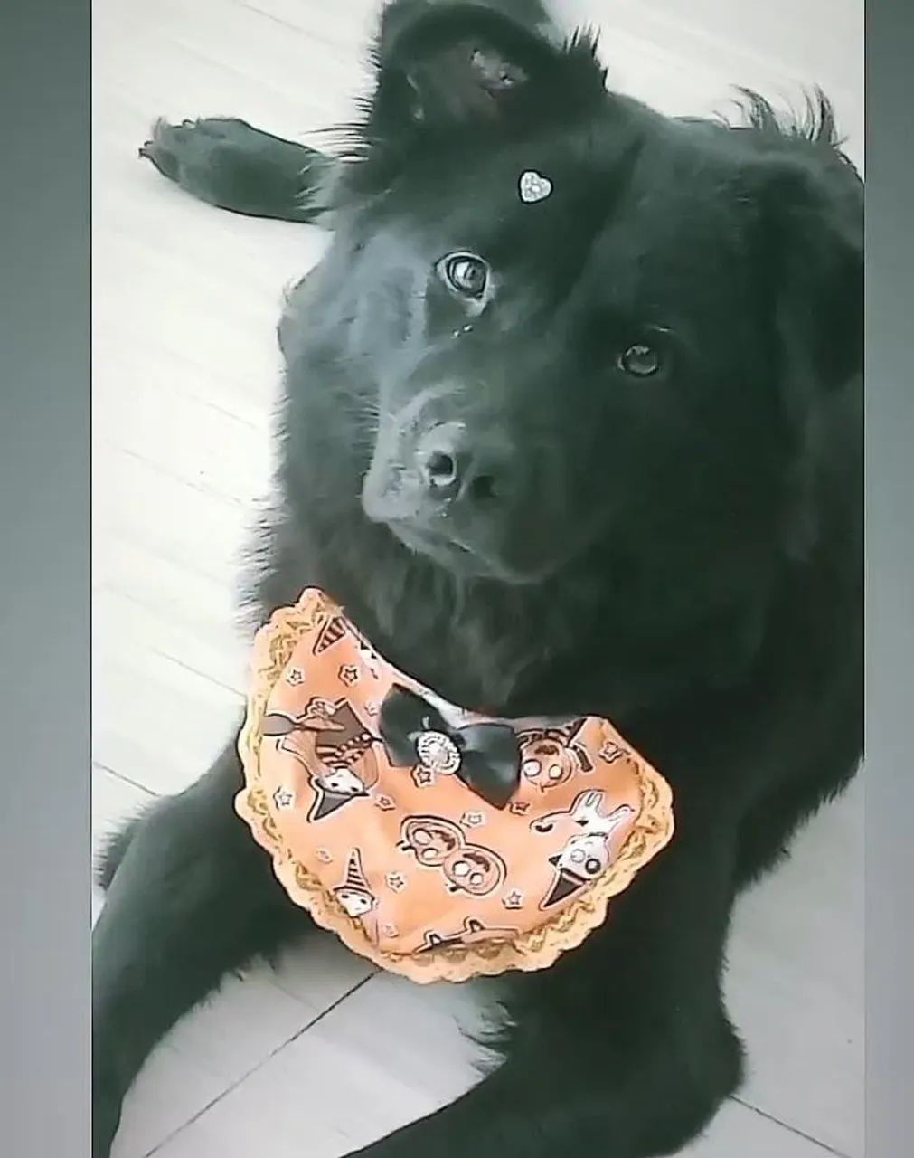 Cão mistura de raça srd com chaw chaw  - Foto 2