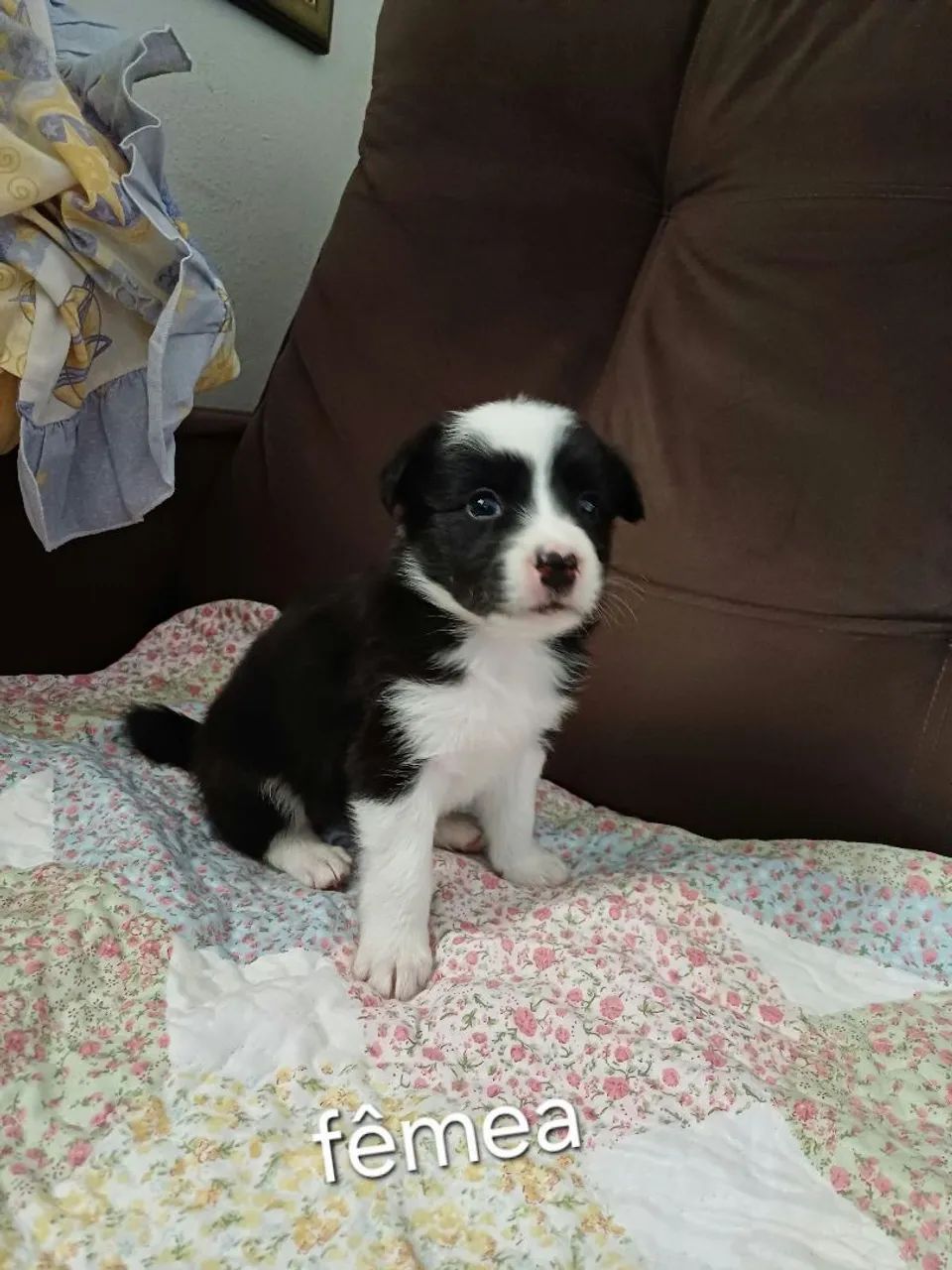 Filhotes de border collie  - Foto 4