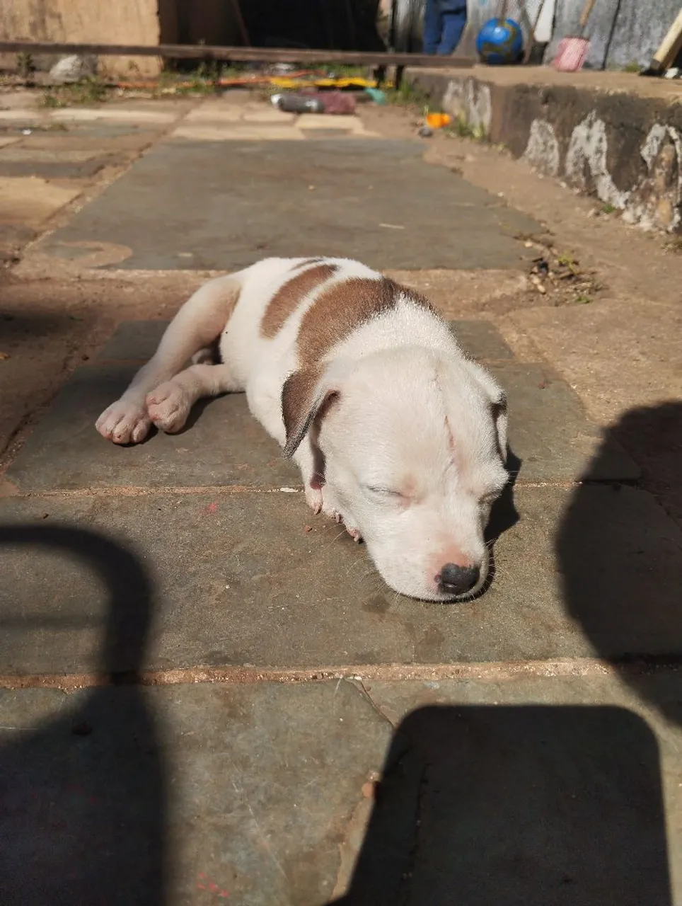 Doação cachorros filhos