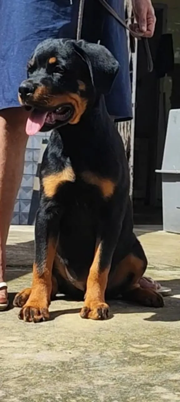 Lindo Filhote de Rottweiler com 4 meses, com Excelente Pedigree