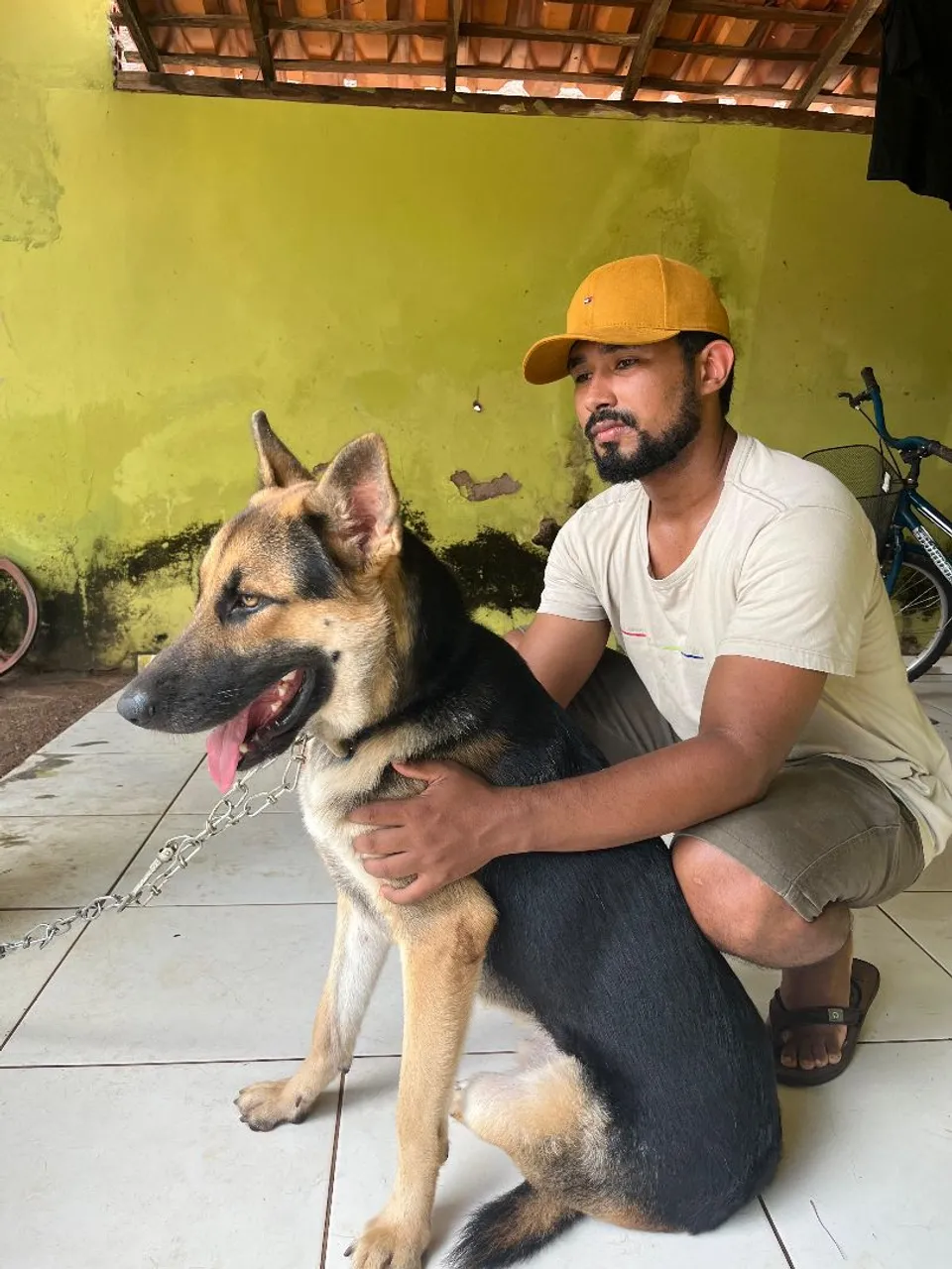 Pastor Alemão procurando companheira